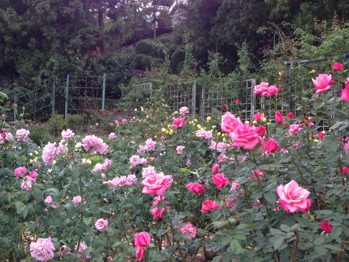 奈良の秋を彩る秋の花スポットまとめ【2025年版】