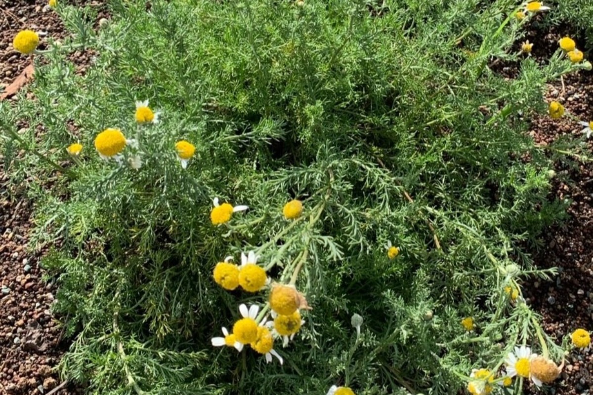 ハーバルライフ｜春の庭に咲く花と、アレルギー緩和に役立つハーブ