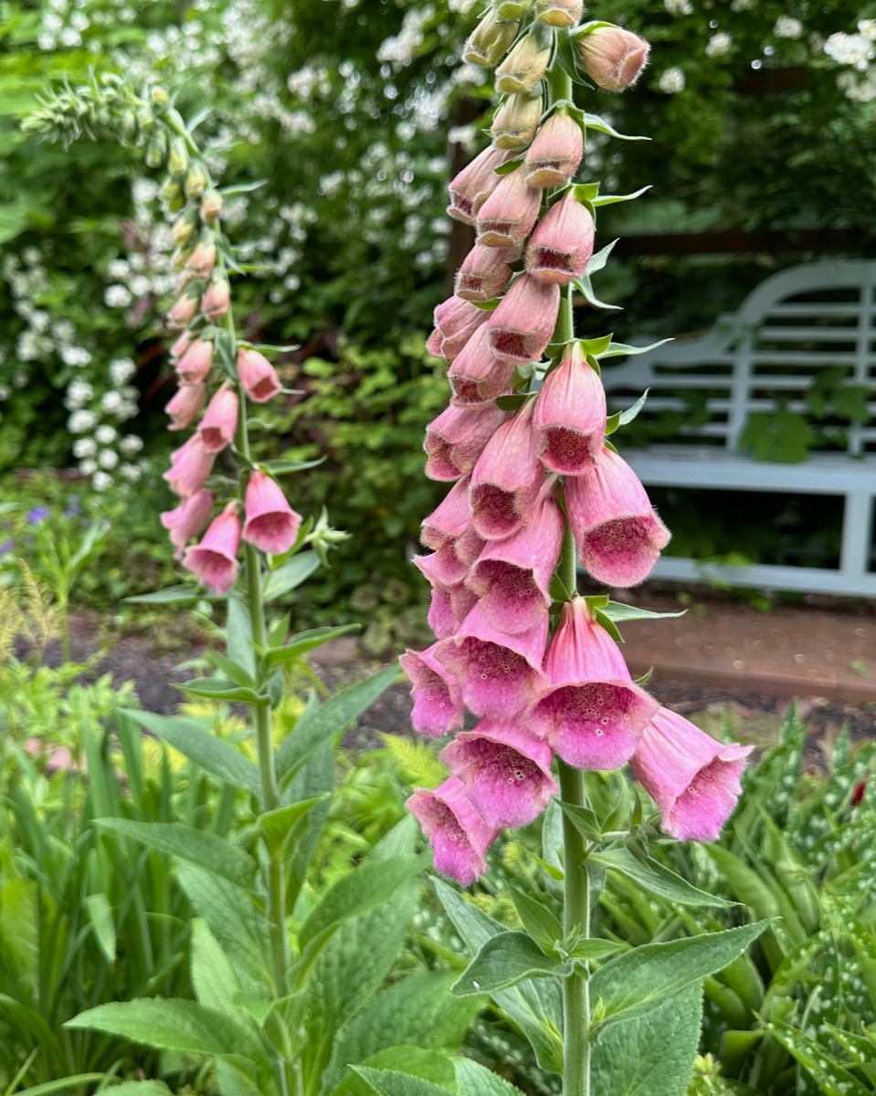 北海道の庭｜今週の花　バラの季節