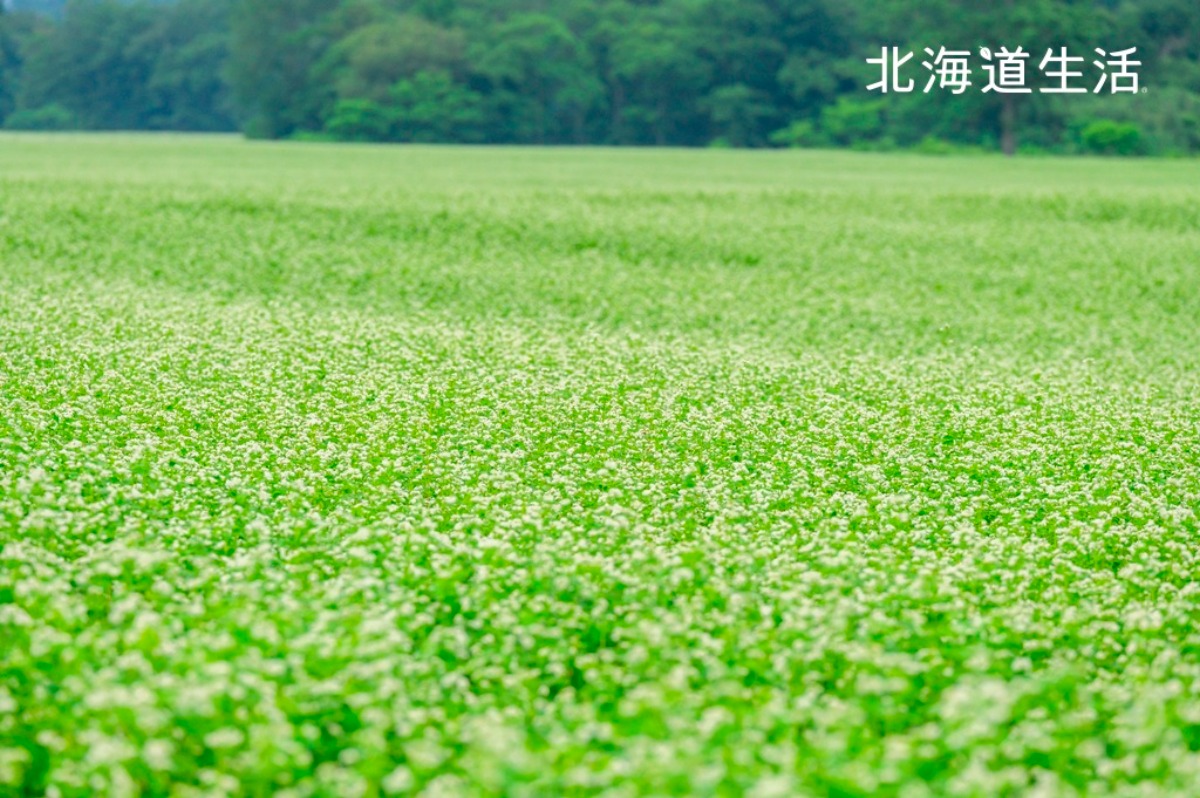 やぎさん取材日記|北海道で見つけた小さいまちの一軒