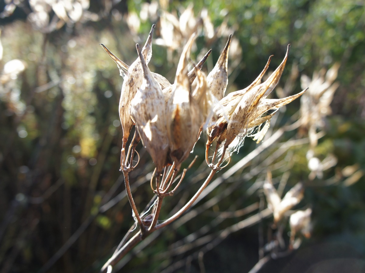北海道 宿根草の育て方｜10月　深まる秋と宿根草の魅力的な姿