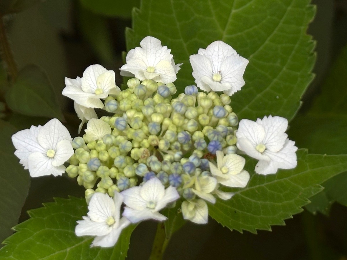 北海道の庭｜今週の花　趣があるアジサイ、華やかなアナベル