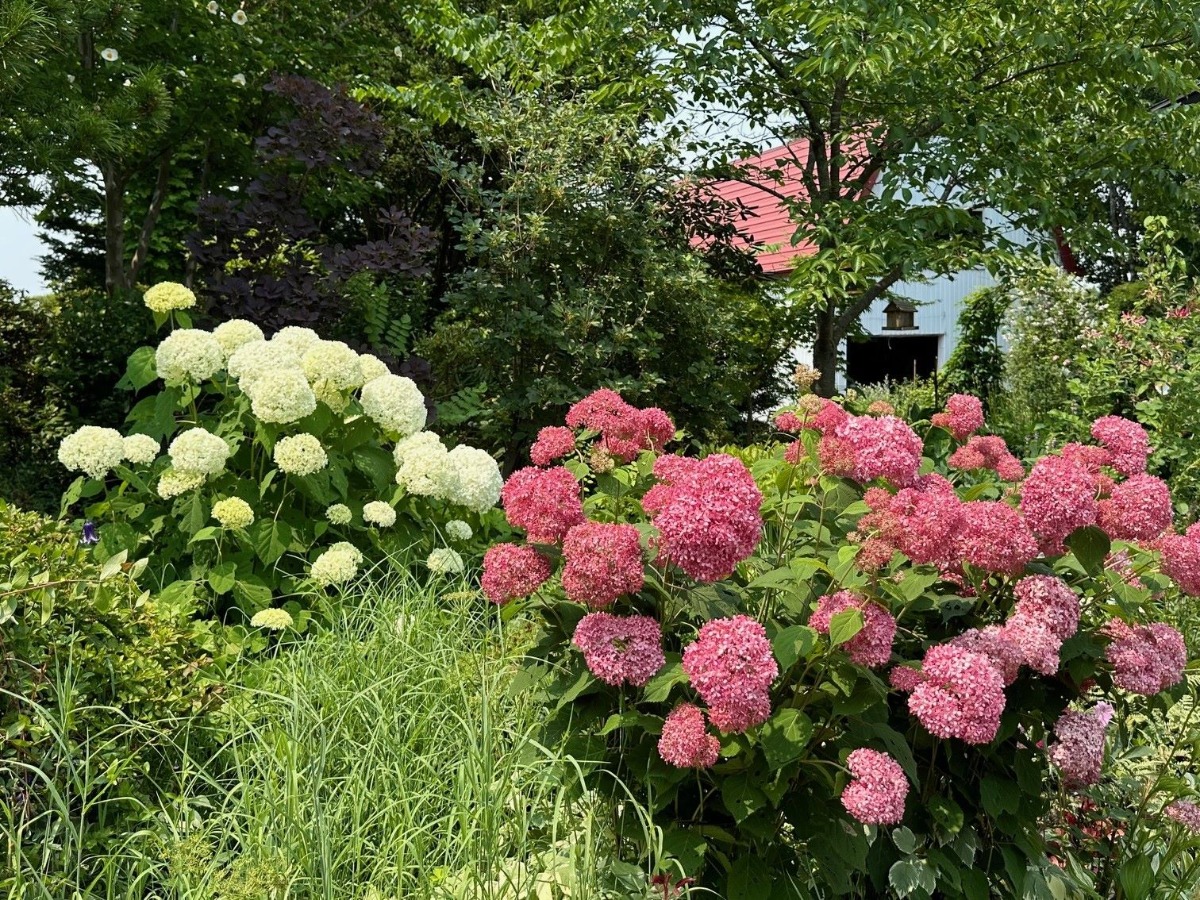 北海道の庭｜今週の花　趣があるアジサイ、華やかなアナベル