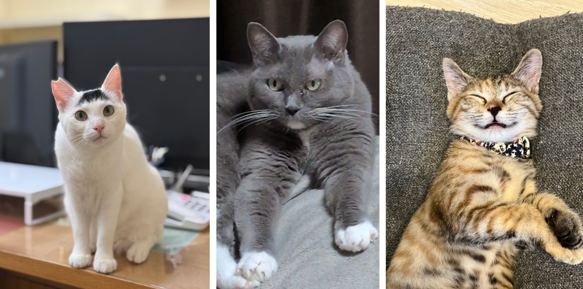 【10月19日配布開始】あわわ最新号・2026年10月20日号徳島いぬねこ本／ペット／動物病院／リフォーム／リノベーション／美容