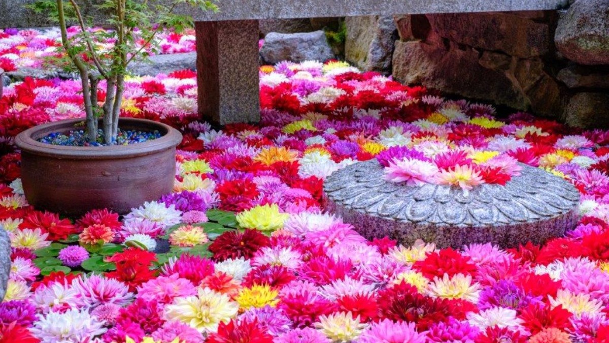 ぼたんに藤、ネモフィラまで ゴールデンウィークに行きたい「奈良の花スポット」7選