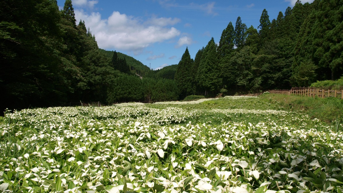 【岡田の谷の半夏生園（はんげしょうえん）／御杖村】山の中に広がる白い絨毯！