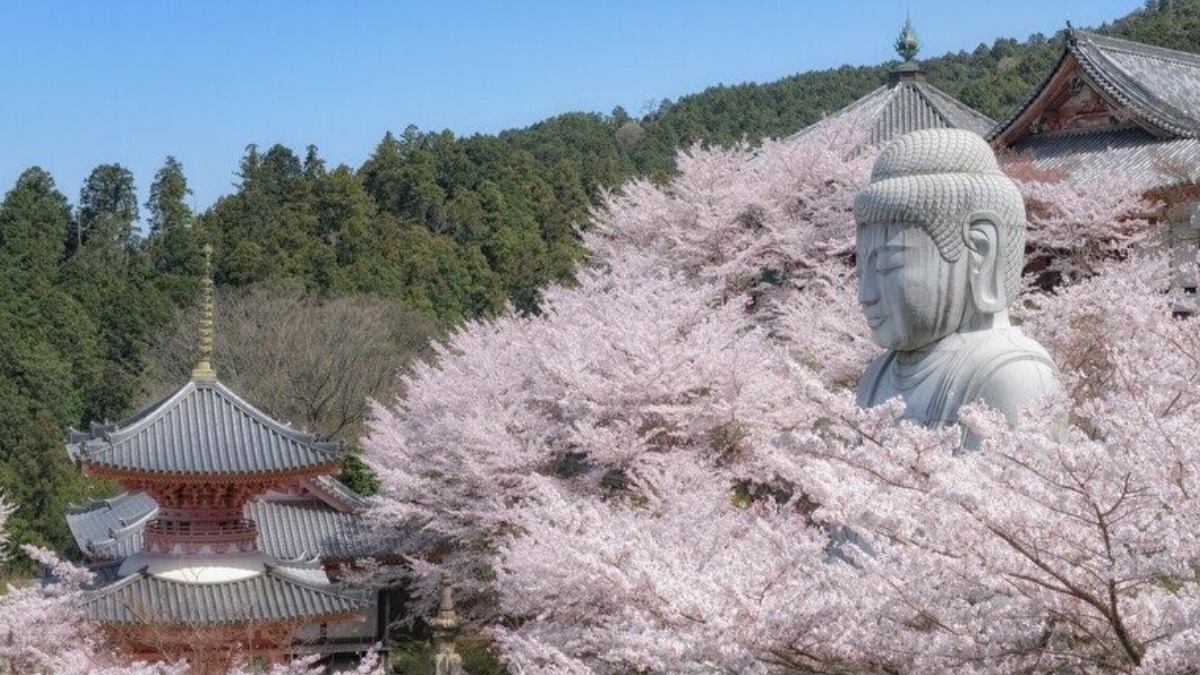 インパクト大！奈良県の壺阪寺で迫力のある「桜大仏さん」を見よう！【奈良の桜2024｜高取町】