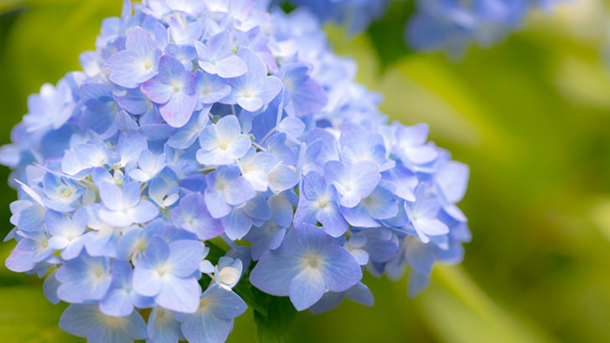 6月3日の誕生花は「紫陽花（あじさい）」長谷寺での開花状況は？【奈良的今日は何の日？】