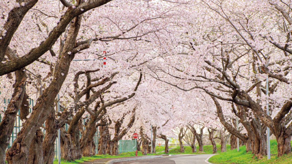 道南・東北をめぐる｜北斗市　北海道新幹線の拠点。夜桜の楽しみも