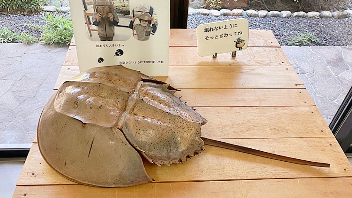 記事画像