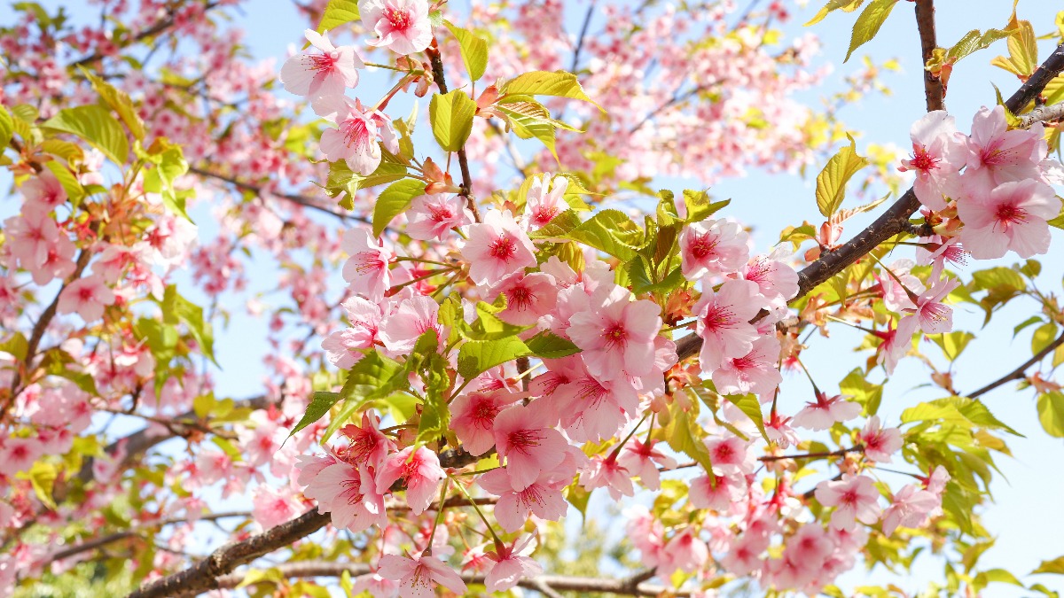 季節の花が美しい公園で楽しむ桜【奈良の桜2022／馬見丘陵公園／広陵町・河合町】