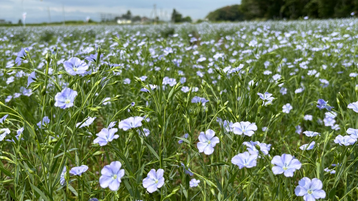 薄紫の亜麻色の風景と、亜麻栽培を北海道の産業に ～当別町 亜麻公社