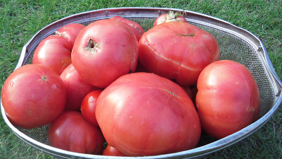 【子育てコラム】今こそトマトの季節