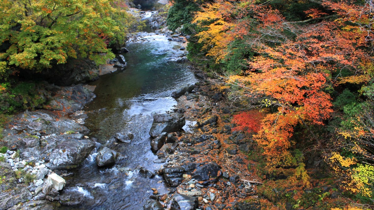 秋色に染まる渓谷美に酔いしれる!「天の川もみじまつり」も開催【みたらい渓谷|奈良県天川村】