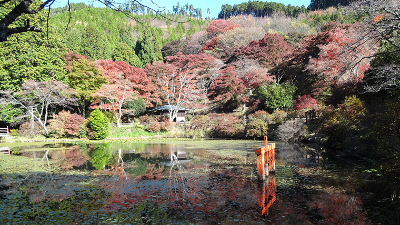 池に映る紅葉が美しい、歴史残る自然公園【紅葉2021／鳥見山公園／宇陀市】