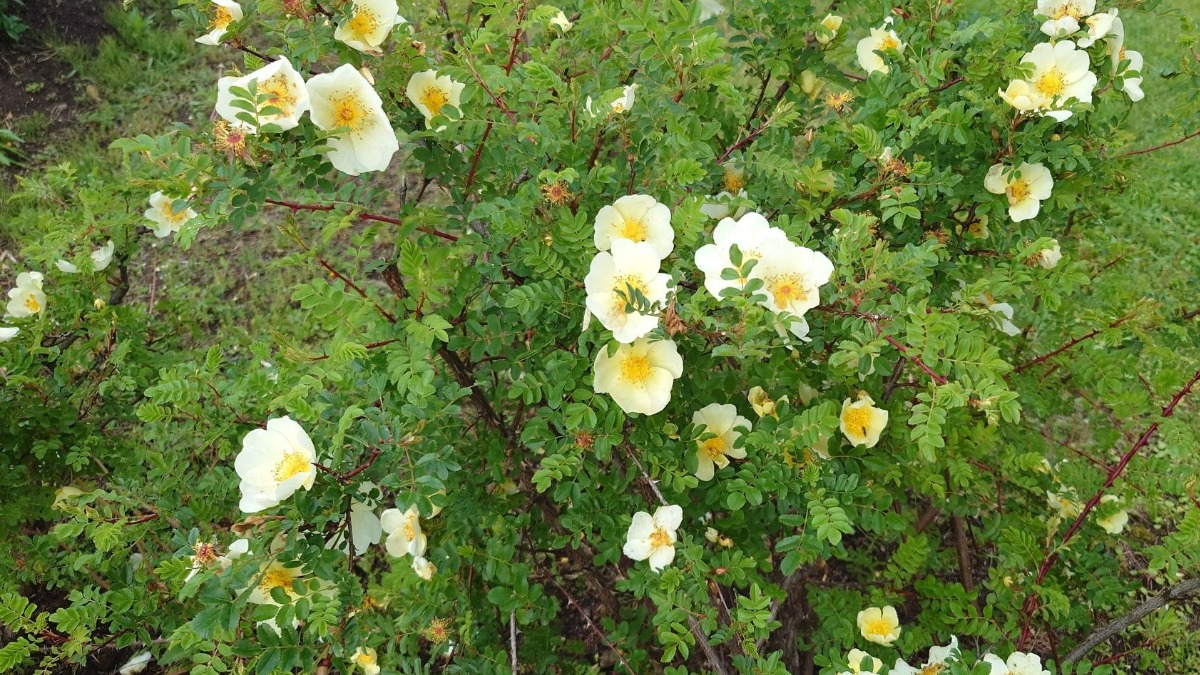 北海道 バラの育て方｜6月　無農薬で使用する忌避剤などについて