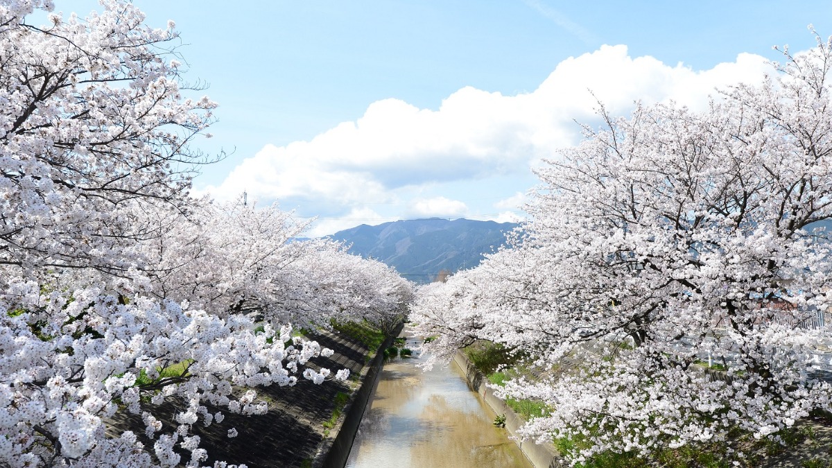 川沿い約2.5kmにわたる桜並木。奈良県大和高田市が誇る県内有数の桜名所「高田千本桜」
