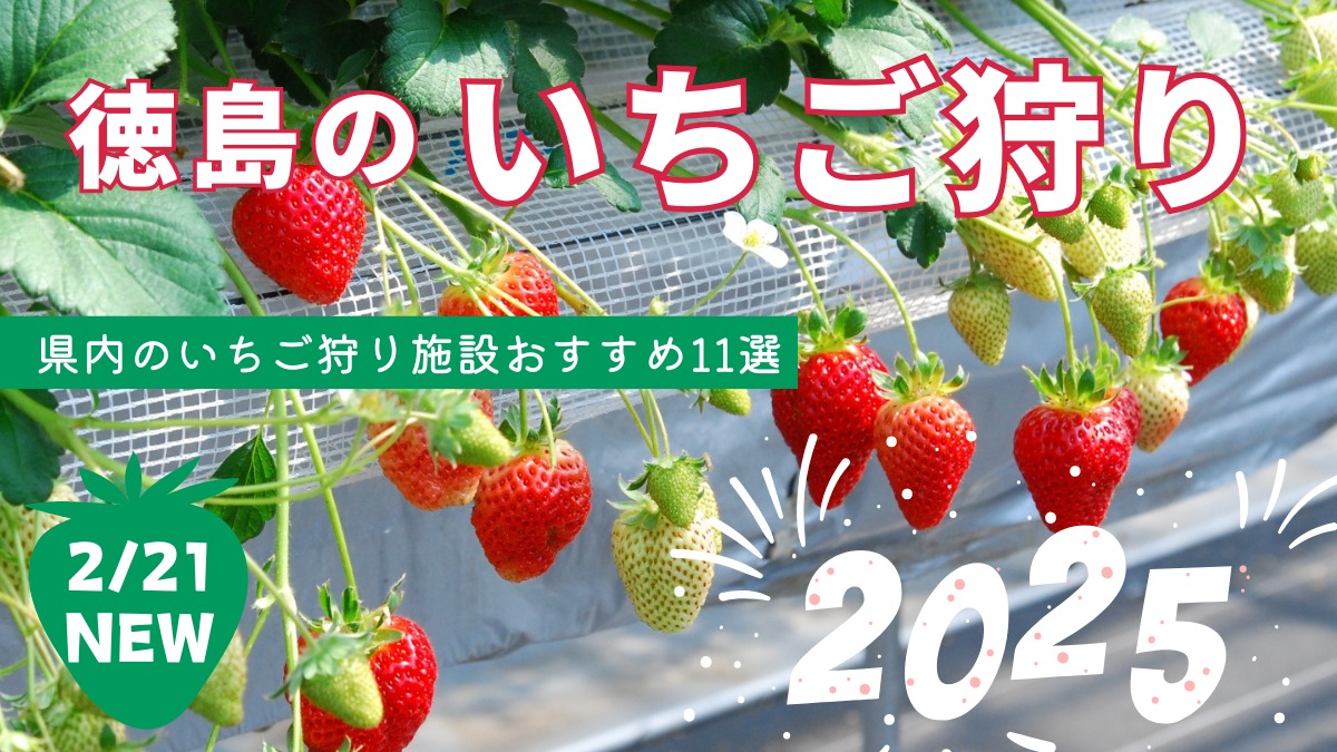 【2025最新版】徳島いちご狩りスポット・おすすめ7選！家族のおでかけ＆レジャーにぴったり