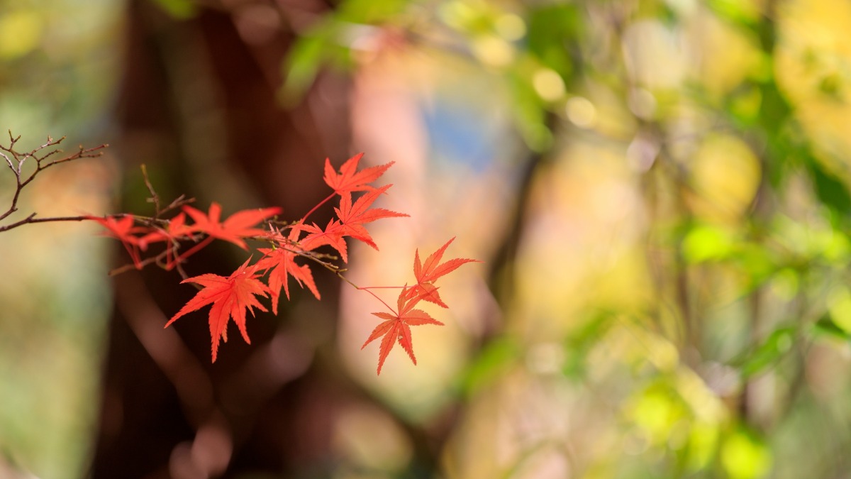10月8日は国立公園制定記念日！秋のおでかけにいかが【奈良県的今日は何の日？】