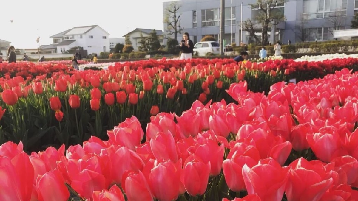 4月～5月上旬の徳島県下お花情報【桜の後は～チューリップに、フジの花】