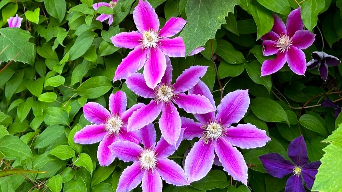 北海道の庭｜今週の花　今が盛りのクレマチス！