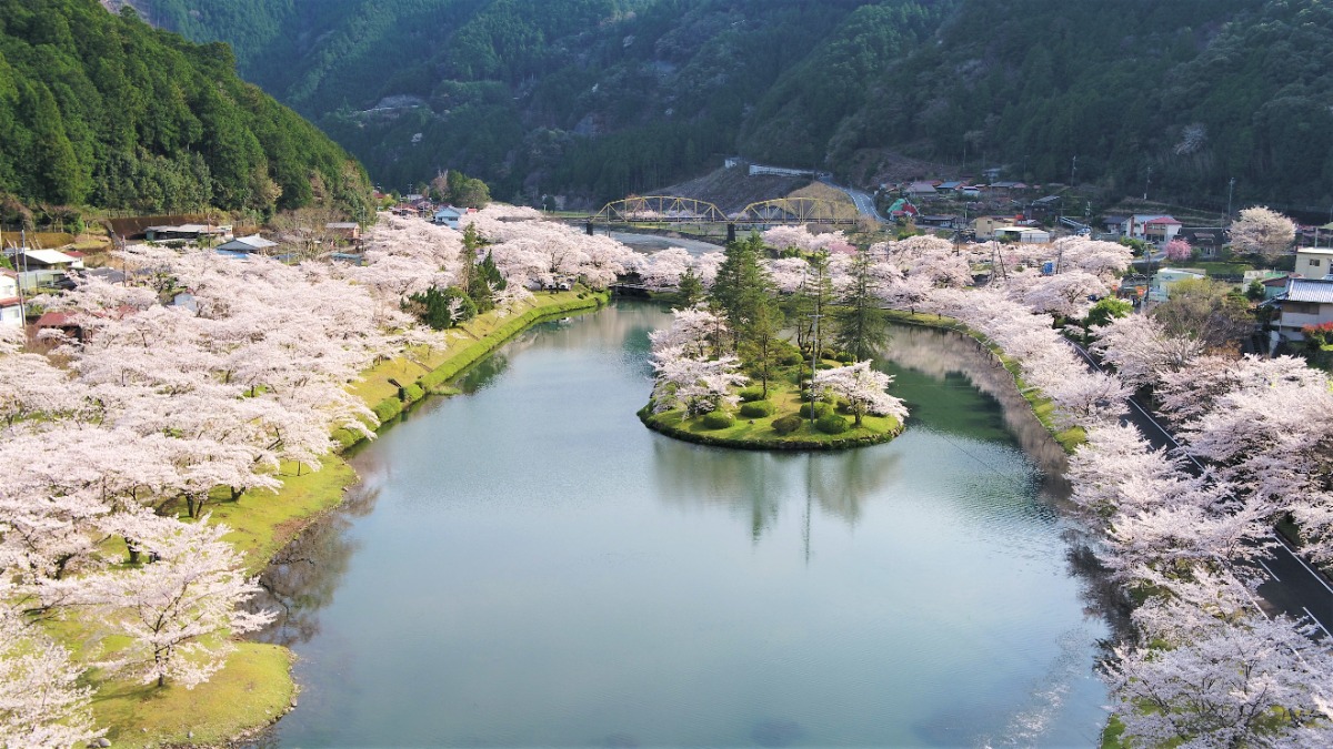 今が満開！奈良県下北山村のキャンプや温泉も楽しめる桜スポット「下北山スポーツ公園」
