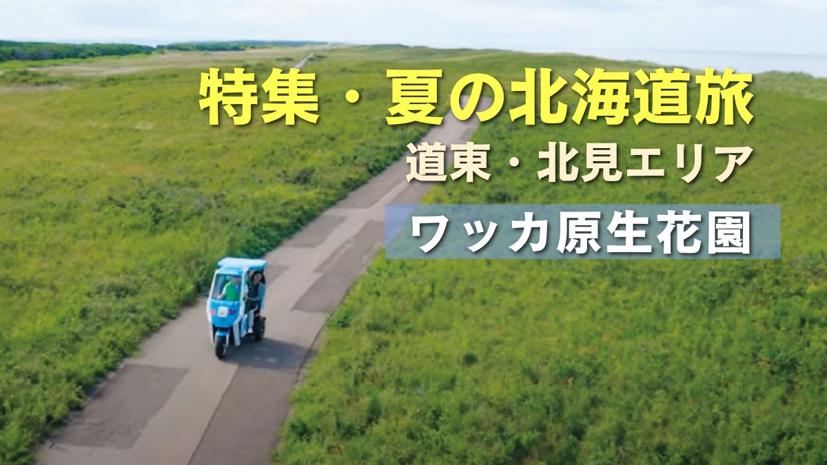 夏の北海道旅｜日本最大の海岸草原「ワッカ原生花園」で花と自然を満喫