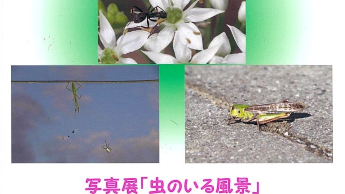 【徳島イベント情報】7/2～7/30｜写真展『虫のいる風景』