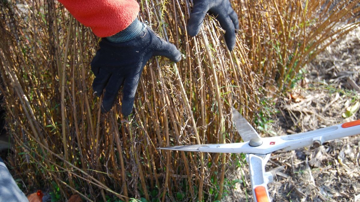 北海道 宿根草の育て方｜10月　株分けや球根の植え込みは今月中に