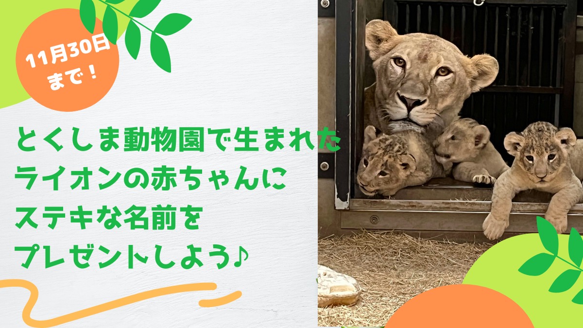 11月30日まで！とくしま動物園で生まれたライオンの赤ちゃんにステキな名前をプレゼントしよう♪
