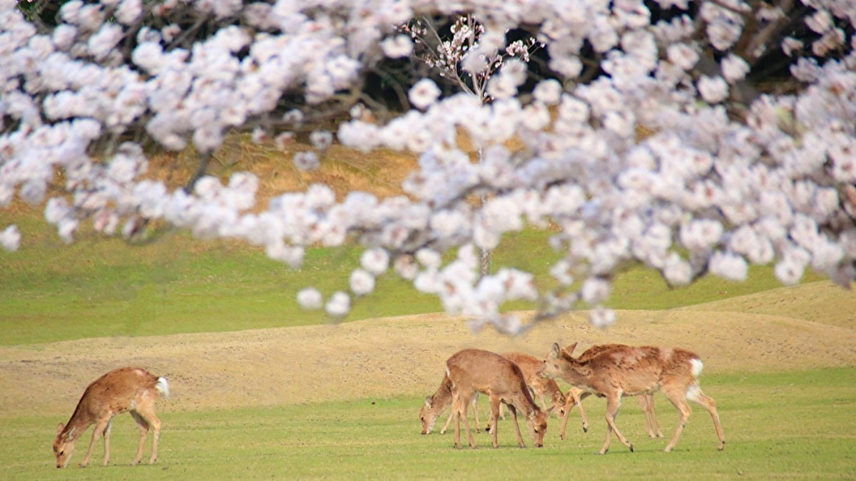 「シカと桜」の奈良らしい心なごむ風景が見られる春の「奈良公園」