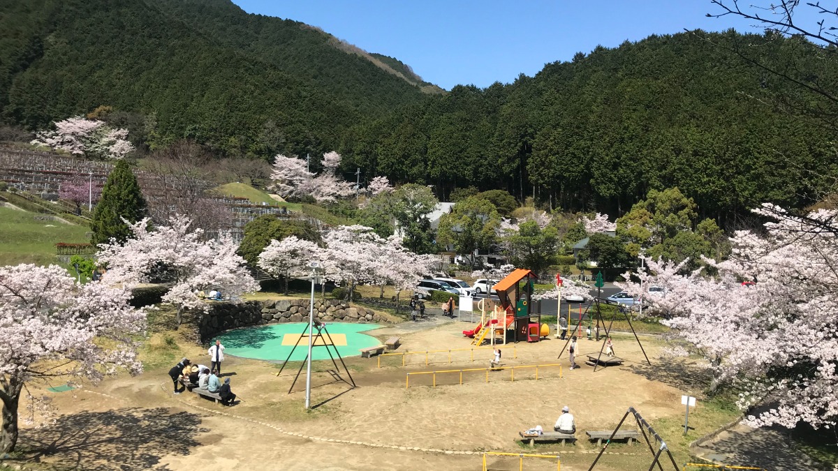 奈良県でお花見！桜と絶景、奈良盆地一望の緑豊かな公園【葛城山麓公園｜葛城市】