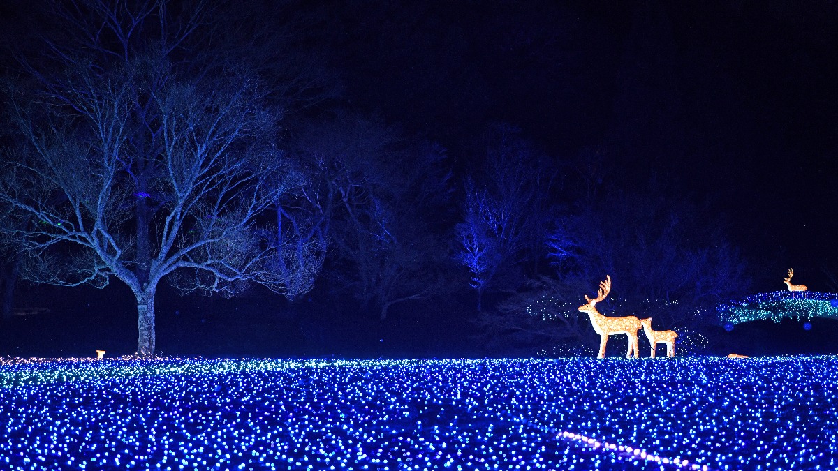 【しあわせ回廊～なら瑠璃絵2023～】奈良の冬を幻想的に彩る