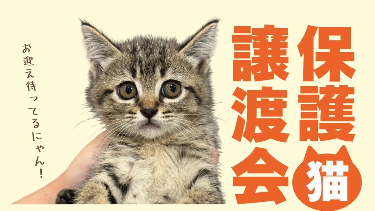 【徳島イベント情報2026】7/19｜保護猫譲渡会＠あわねこ保育園