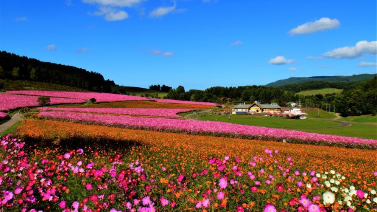 丘一面に満開の花！「太陽の丘コスモスフェスタ2024」9月8日開催