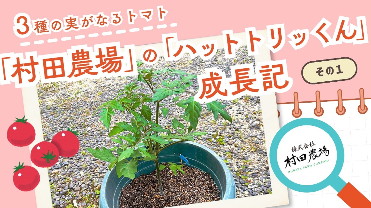 記事画像