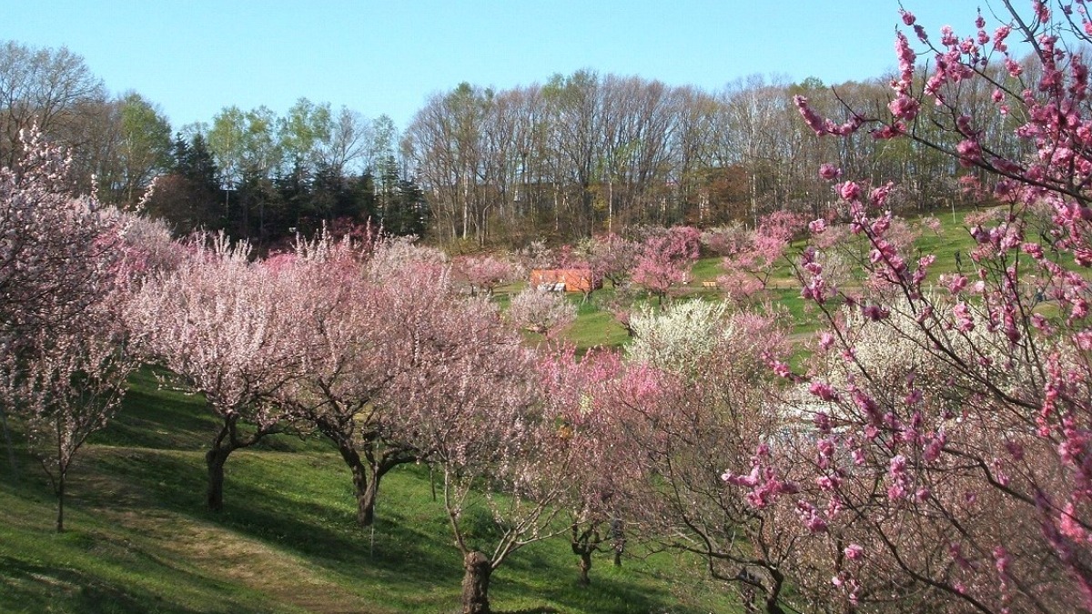 札幌・梅の開花を愛でる「ひらおか梅まつり」は4月27日～5月12日