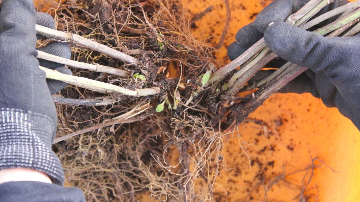 北海道 宿根草の育て方｜2月　今できる対策と庭シーズンの作業プラン