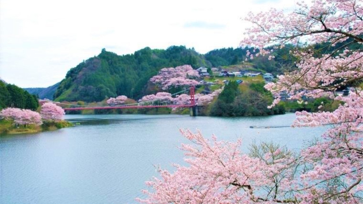 梅の名所は桜も絶景！調和の美を感じさせる春の景色【奈良の桜2023｜月ヶ瀬湖畔｜奈良市】