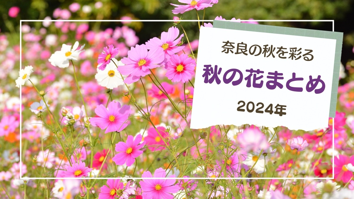 奈良の秋を彩る秋の花スポットまとめ【2024年版】