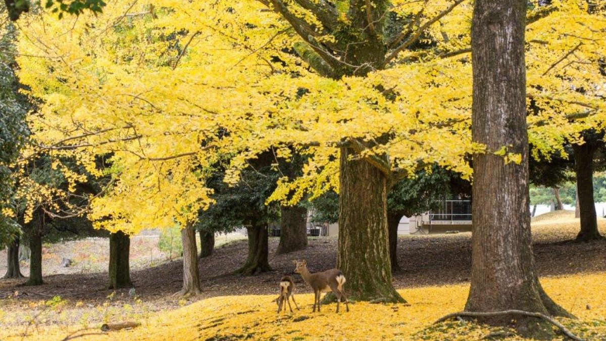 【奈良の紅葉2023】野生のシカと鮮やかな紅葉や黄葉に心がなごむ秋の奈良公園｜奈良市