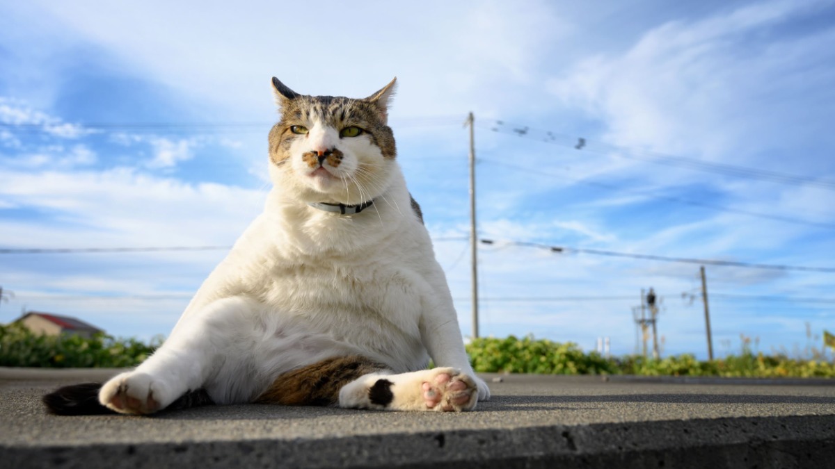 小樽の超人気猫！気ままなボス猫『ケンジ』写真展12月15日より