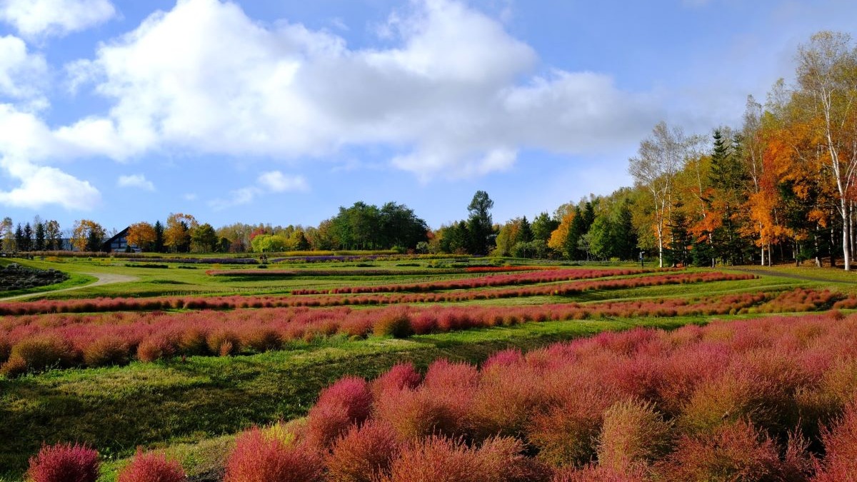  札幌・滝野公園の10月は紅葉が見ごろ！ 12日から「紅葉まつり」開催