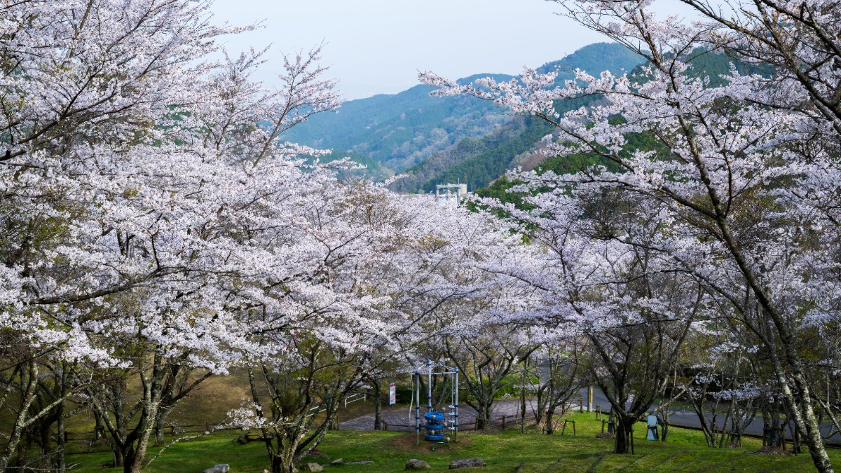 【天理ダム風致公園】遊具もバーベキューも楽しめる桜スポット｜天理市