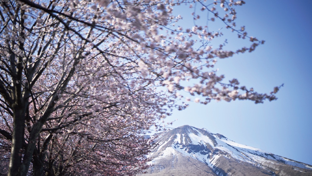 道南・東北をめぐる｜青森県　アートと花に包まれる、春の青森へ