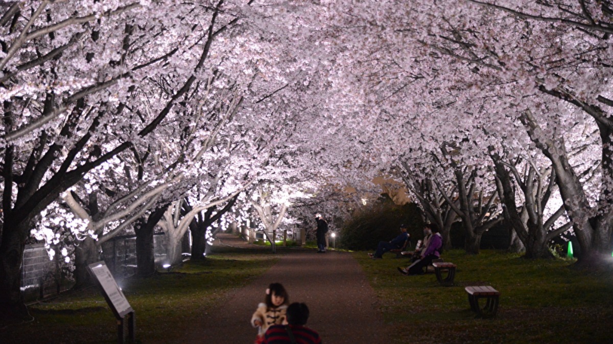 歴史を感じる公園でサクラまつり開催【奈良の桜2022／唐古・鍵遺跡史跡公園／田原本町】