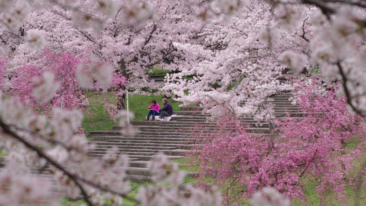 ライトアップで美しい夜桜を【奈良の桜2023｜ふるさとの川公園｜御所市】