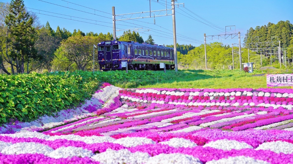 道南いさりび鉄道との絶景！札苅村上芝桜園が5月19日まで公開中