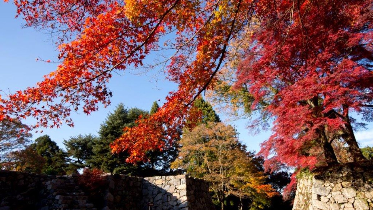 【奈良の紅葉2023】紅葉に染まる山城。古を感じつつ秋の訪れを楽しむ高取城跡｜奈良県高市郡高取町