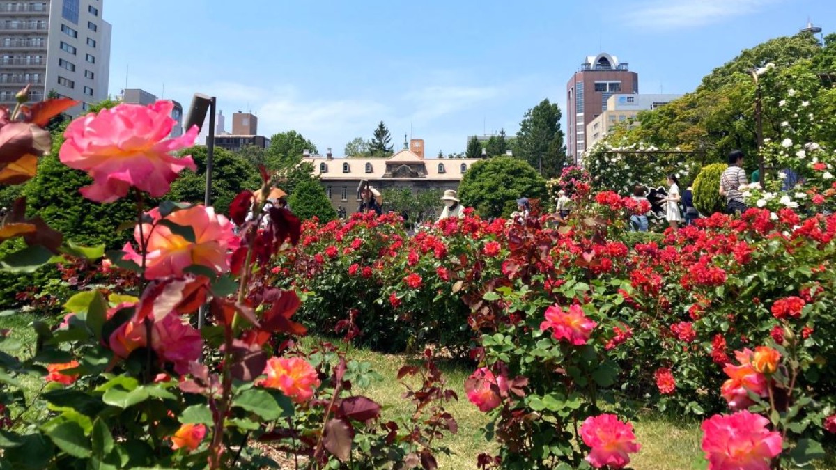 札幌・大通公園「サンクガーデン」のバラがほぼ満開です！
